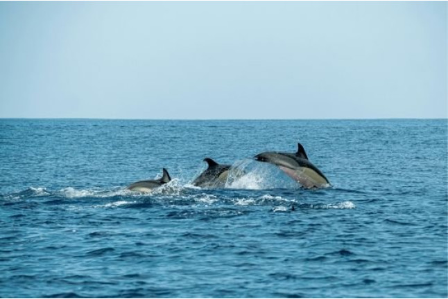 Paseo en Barco Privado para dos en Busca de Delfines por la Bahía de Estepona con Cava y Picoteo (Málaga)