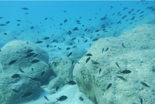 Iniciación al Buceo con Reportaje Fotográfico: Discover Scuba Diving (Calpe, Alicante)