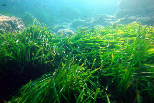 Cursillo de Iniciación al Buceo (Ciutadella de Menorca)