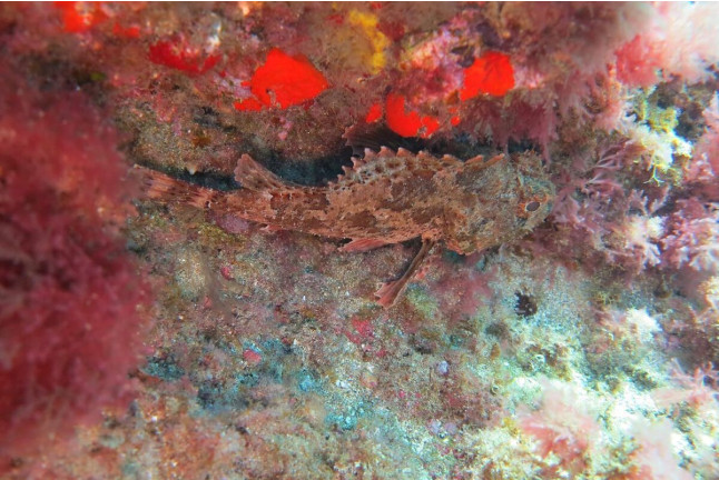 Bautismo de Buceo (Dénia, Alicante)