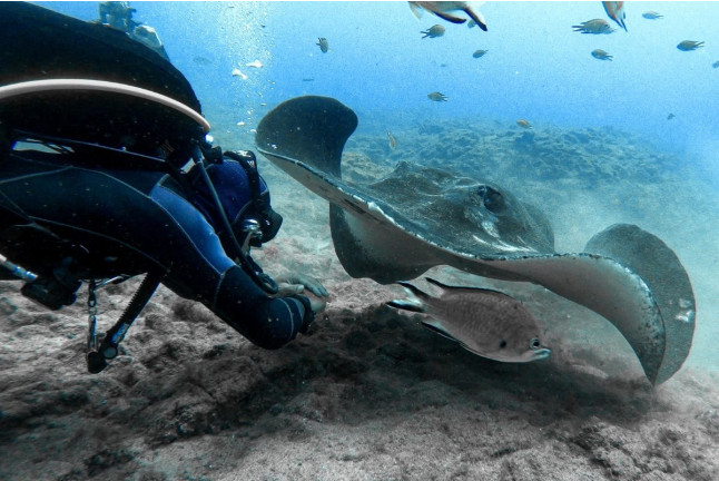 Bautismo de Buceo desde la Playa (Los Cristianos, Tenerife)
