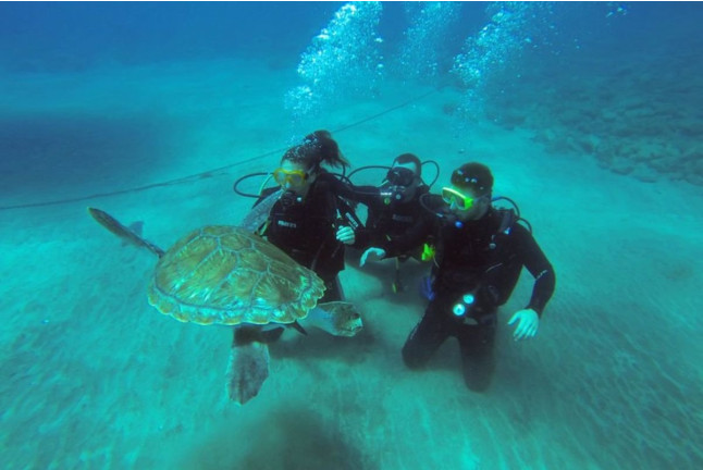 Bautismo de Buceo desde la Playa (Los Cristianos, Tenerife)