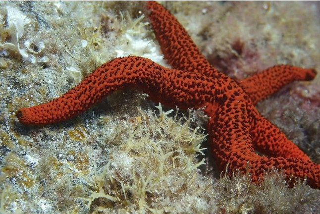 Bautismo de Buceo desde la Playa (Los Cristianos, Tenerife)