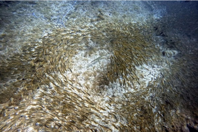 Bautismo de Buceo (Puerto Rico, Gran Canaria)