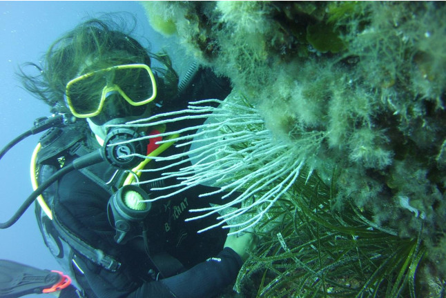 Bautizo de Buceo en la Reserva Marina de Menorca (Es Mercadal, Menorca)