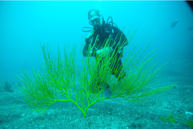 Bautizo de Buceo (Tenerife)