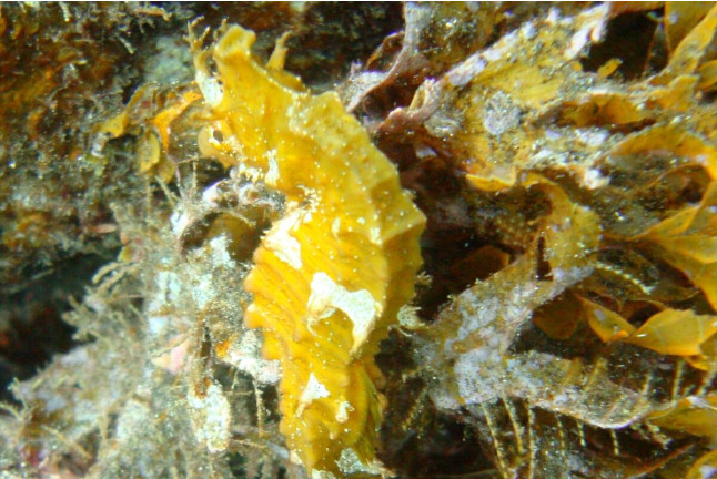 Bautizo de Buceo (Tenerife)