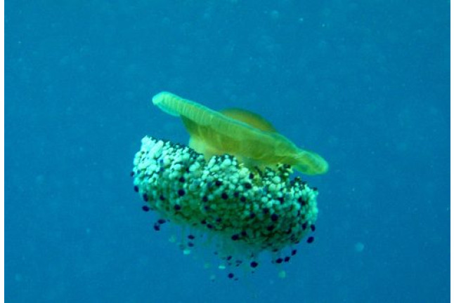 Bautizo de Buceo (Granada)
