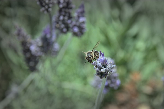 Entrada, Visita Guiada y Degustación de Aloe en Ibiza Botánico Biotecnológico - BiBo Park (San Rafael de la Cruz, Ibiza)