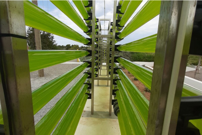 Entrada, Visita Guiada y Degustación de Aloe en Ibiza Botánico Biotecnológico - BiBo Park (San Rafael de la Cruz, Ibiza)