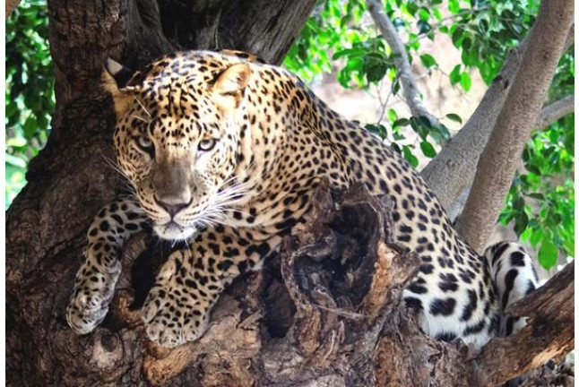 Bioparc Valencia: Entradas al Parque (Valencia)