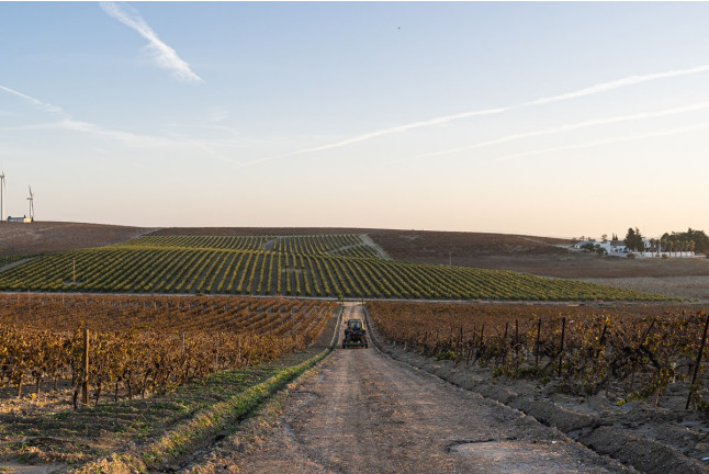 Visita a la Viña y a la Bodega con Cata de Vino para dos en Albariza de la Torre (Jerez de la Frontera, Cádiz)