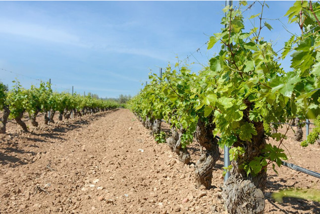 Visita a Bodega y Degustación con Maridaje en Arganda del Rey y Piscina Climatizada con Masaje para dos (Madrid)
