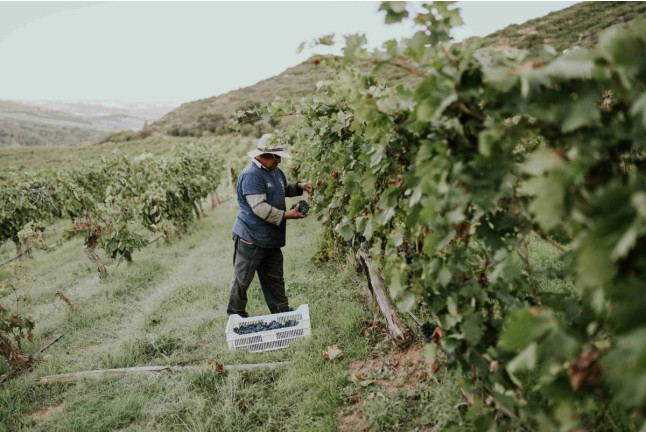 Paseo por Viñedos en 4x4 y Visita a Bodega Arínzano con Cata de Gama Completa de Vinos y Aperitivo (Navarra)