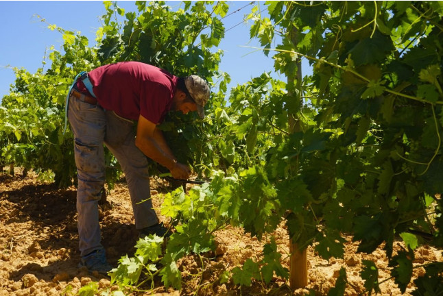 Experiencia Origen: Visita a Bodega y Cata con Aperitivo en Bosque de Matasnos (Peñaranda de Duero, Burgos)