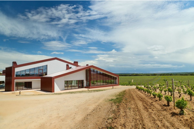 Experiencia Origen: Visita a Bodega y Cata con Aperitivo en Bosque de Matasnos (Peñaranda de Duero, Burgos)
