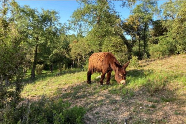 Experiencia Origen: Visita a Bodega y Cata con Aperitivo en Bosque de Matasnos (Peñaranda de Duero, Burgos)
