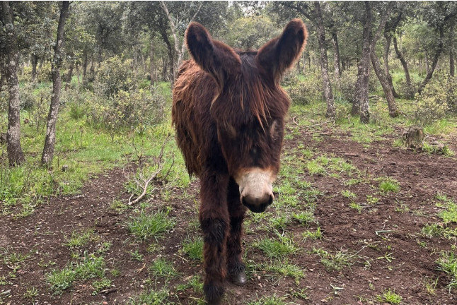 Experiencia Origen: Visita a Bodega y Cata con Aperitivo en Bosque de Matasnos (Peñaranda de Duero, Burgos)