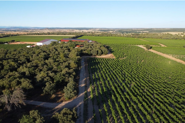 Experiencia Origen: Visita a Bodega y Cata con Aperitivo en Bosque de Matasnos (Peñaranda de Duero, Burgos)