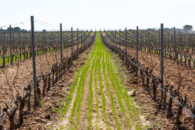Experiencia Origen: Visita a Bodega y Cata con Aperitivo en Bosque de Matasnos (Peñaranda de Duero, Burgos)
