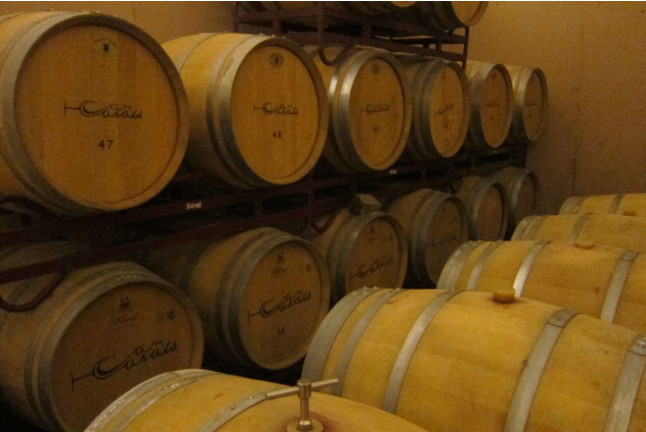 Visita a Viñedos en Buggy, Cata de Vinos y Aperitivo en Can Casals (Barcelona)