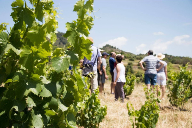 Visita a Bodega, Cata de Vinos, Aperitivo y Comida en Cellers Baronia del Montsant (Cornudella de Montsant, Tarragona)