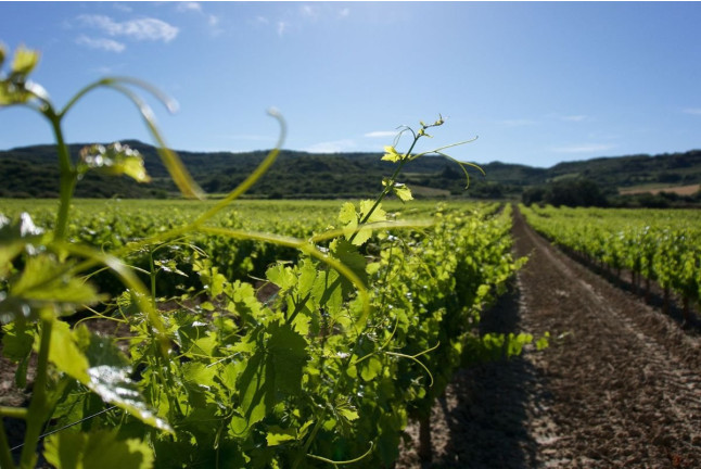 Hambre de Vino: Visita a Bodega, Cata de Vino y Maridaje para dos en Unsi Wines (Olite, Navarra)