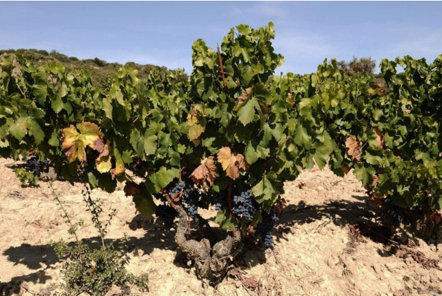 Hambre de Vino: Visita a Bodega, Cata de Vino y Maridaje para dos en Unsi Wines (Olite, Navarra)