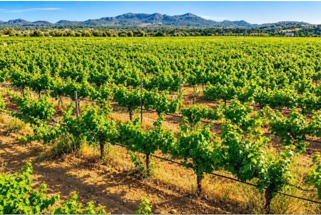 Visita y Cata Premium de Vinos en Bodega Es Fangar Vins (Mallorca)