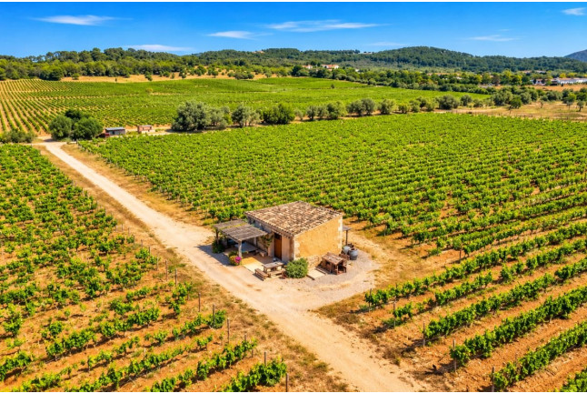 Visita y Cata Premium de Vinos en Bodega Es Fangar Vins (Mallorca)