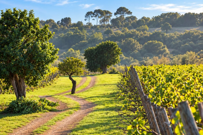 Visita y Cata Premium de Vinos en Bodega Es Fangar Vins (Mallorca)