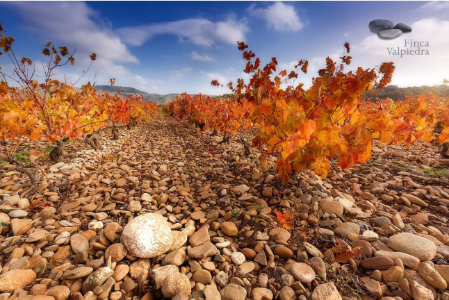 Visita Cantos para dos: Visita a los Viñedos, Bodega y Cata de Vinos en la Bodega Finca Valpiedra (La Rioja)