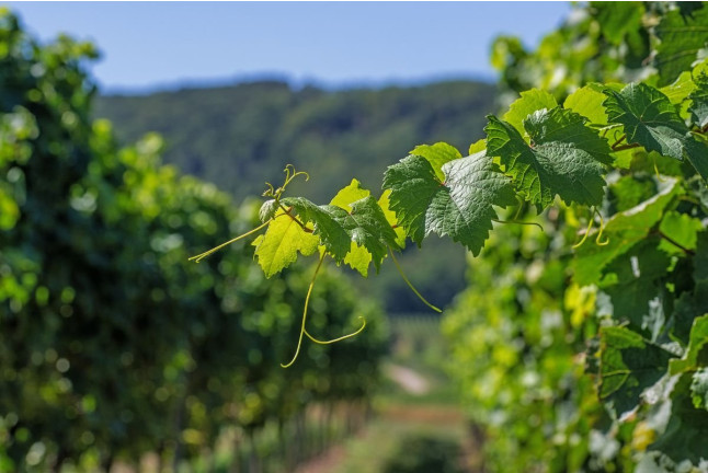 Visita Cantos para dos: Visita a los Viñedos, Bodega y Cata de Vinos en la Bodega Finca Valpiedra (La Rioja)