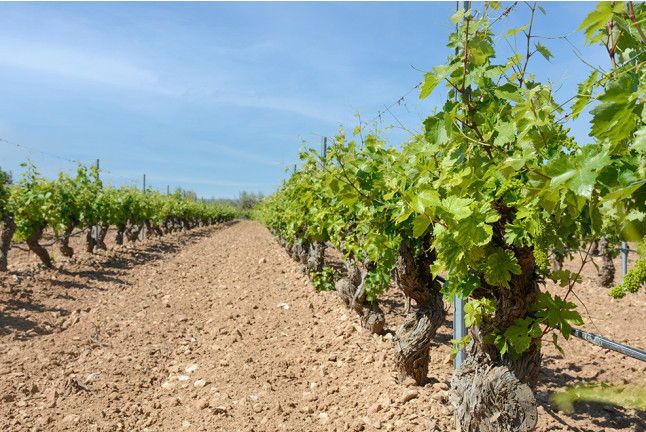Escapada y Bodega: Noche con Cena en Hotel Cisneros 3* y Visita a Bodega Vinícola de Arganda con Degustación y Maridaje (Madrid)