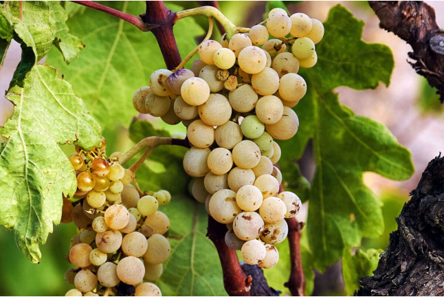 Visita a Bodega La Vinyeta y Cata de Vinos para dos (Girona)