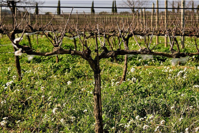 Visita a Bodega La Vinyeta y Cata de Vinos para dos (Girona)