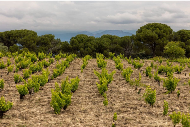 Visita a la Bodega y Viñedos, Cata de Vinos y Aperitivo para dos en Las Moradas de San Martín (San Martín de Valdeiglesias, Madrid)