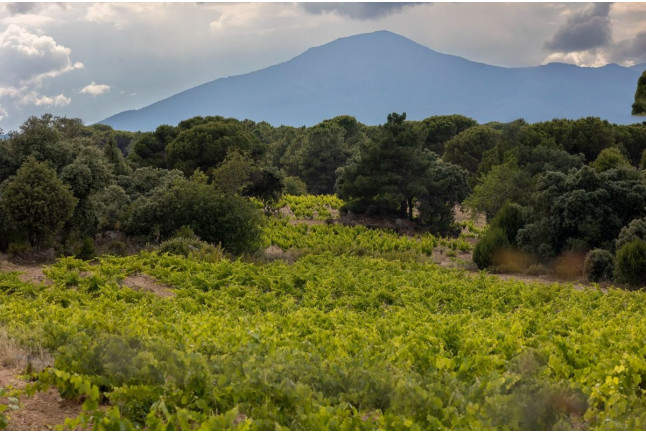 Visita a la Bodega y Viñedos, Cata de Vinos y Aperitivo para dos en Las Moradas de San Martín (San Martín de Valdeiglesias, Madrid)