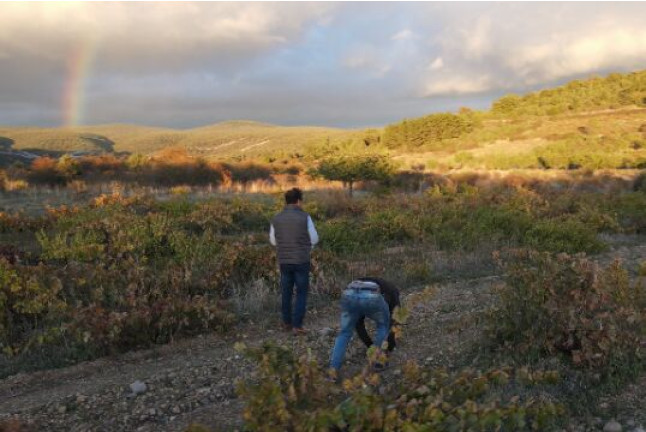 Visita a Bodegas Palacio de Lerma con Cata de 3 Vinos para dos (Lerma, Burgos)