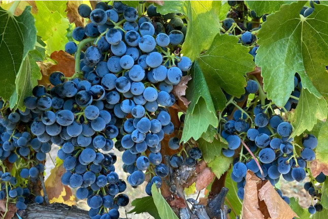 Visita a la Bodega Otto Bestué con Cata para dos (Enate, Huesca)