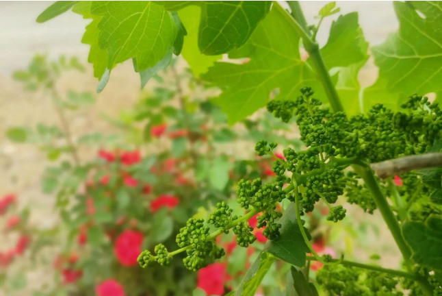 Visita a la Bodega Otto Bestué con Cata para dos (Enate, Huesca)