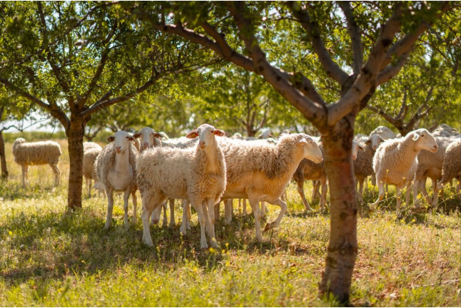 El Origen de la Excelencia: Visita en Tren de la Jaraba, Visita a la Bodega y Degustación de Queso, Vino y Aceite en La Jaraba (Cuenca)