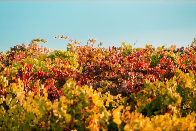 Vista a Bodega Subterránea con Cata de Vinos en Bodega Remigio Salas (Dueñas, Palencia)