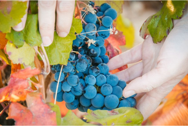 Vista a Bodega Subterránea con Cata de Vinos en Bodega Remigio Salas (Dueñas, Palencia)