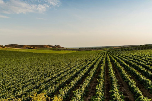 Visita Guiada y Cata de 5 Vinos con Maridaje de Quesos Artesanos para dos en Bodegas Raimat (Lleida)