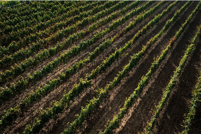 Vino y Tapas para dos en Bodegas Reverón (Villaflor, Tenerife)