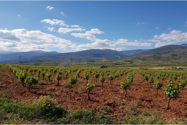 Visita a la Finca Ecológica del Cortijo El Cura Eco-Bodega con Cata de Vinos y Circuito Spa en Aqua Zen Spa (Almería)