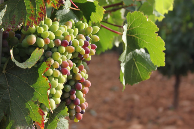 Visita a Bodega Pardevalles y Cata de Vinos para dos (Valdevimbre, León)