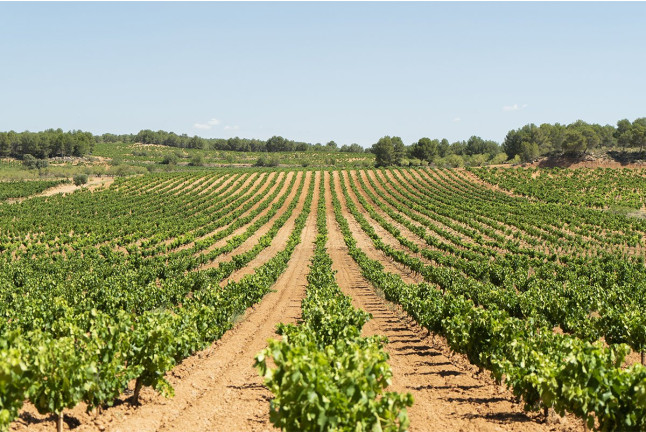 Visita a Bodega LoAlto con Cata de Vinos para dos (Venta del Moro, Valencia)