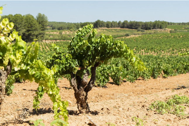 Visita a Bodega LoAlto con Cata de Vinos para dos (Venta del Moro, Valencia)